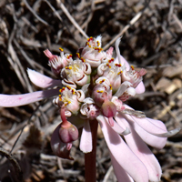 Sun Spurge, flowers may also be red tinged. Euphorbia radians